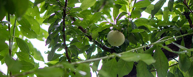 植株树8.jpg