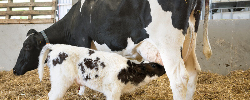 母牛产后消炎用什么药 母牛产后消炎可以用什么药