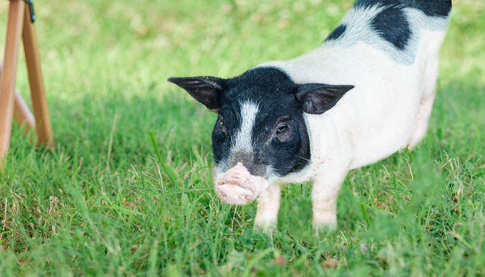 全国唯一香猪保护基地在哪 哪里有香猪养殖基地