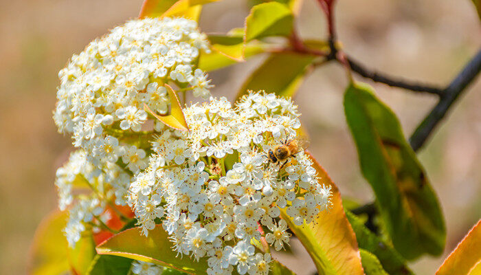 摄图网_501738998_banner_石楠花（企业商用）_副本.jpg