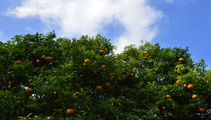 摄图网_500666212_banner_韩国济州岛特产柑橘和柑橘树（企业商用）.jpg