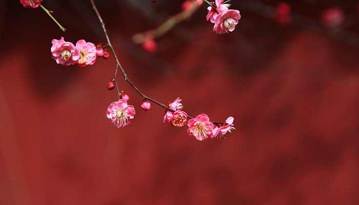 梅花哪个季节开 梅花什么季节开