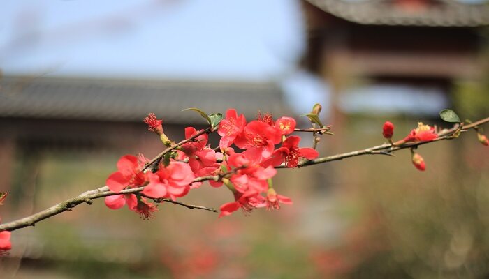 梅花在什么季节进行开花 梅花开花的时间