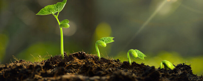 植物观察记录表内容植物观察记录表内容怎么写 