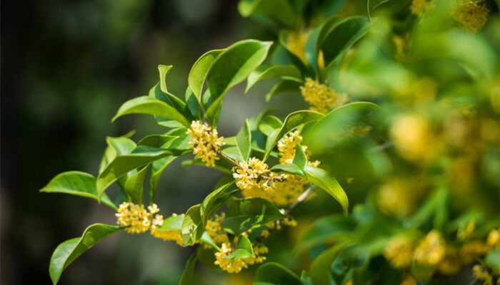 桂花树 (1).jpg