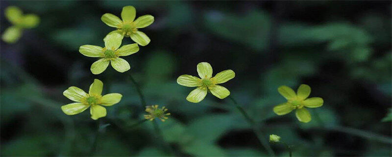 花,草,莲都与什么有关 花草莲都与什么有关所以是草字头 