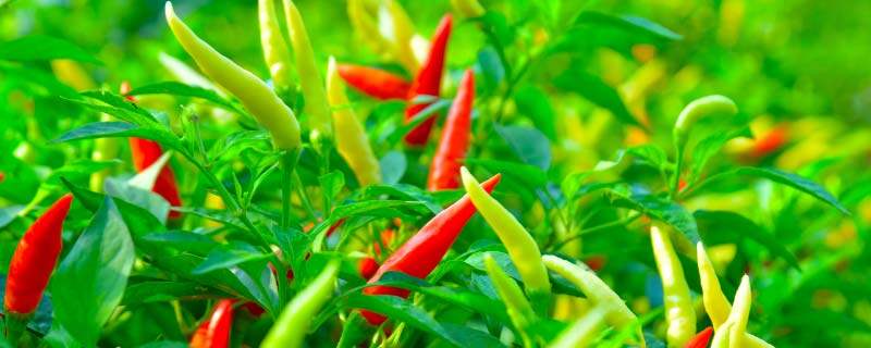 辣椒生长阶段各个时期的施肥