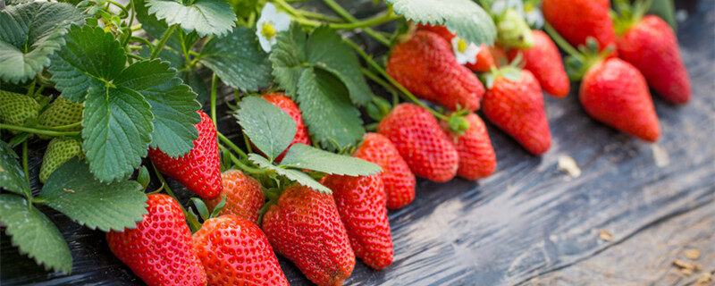 草莓种植大棚技术 草莓种植大棚技术管理