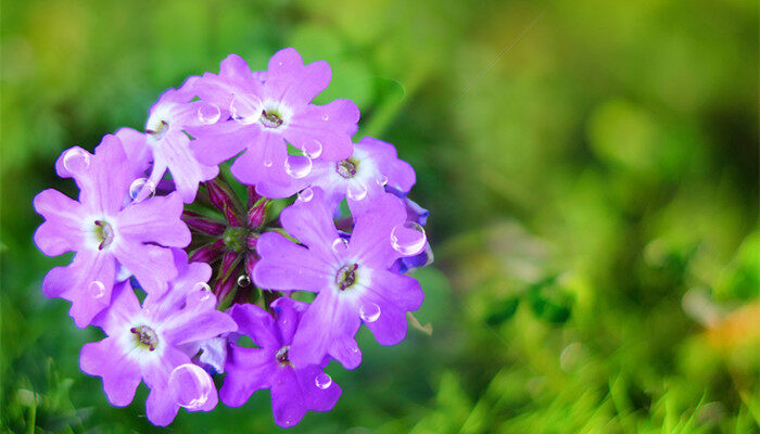 十二花神是什么花 十二花神分别是什么花