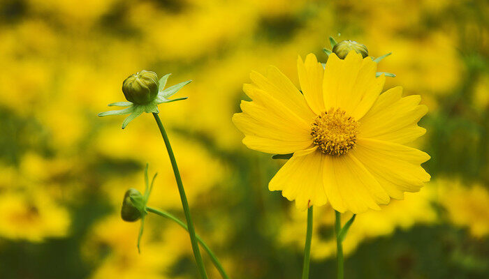 摄图网_500931228_banner_初夏的金鸡菊（企业商用）_副本.jpg