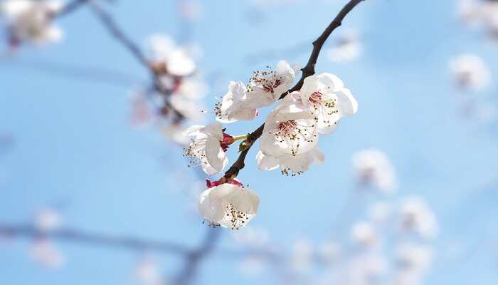 桃花是什么季节开 桃花在几月份开