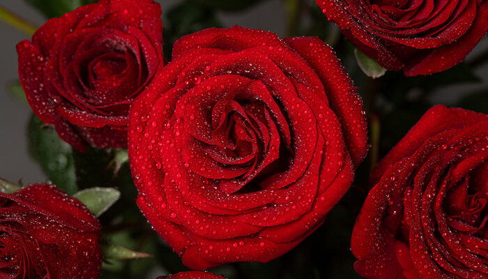 玫瑰鲜花怎样才能保持长久 玫瑰鲜花如何才能保持长久