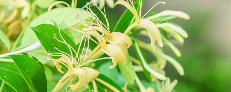 忍冬花是金银花吗 忍冬花到底是金银花吗