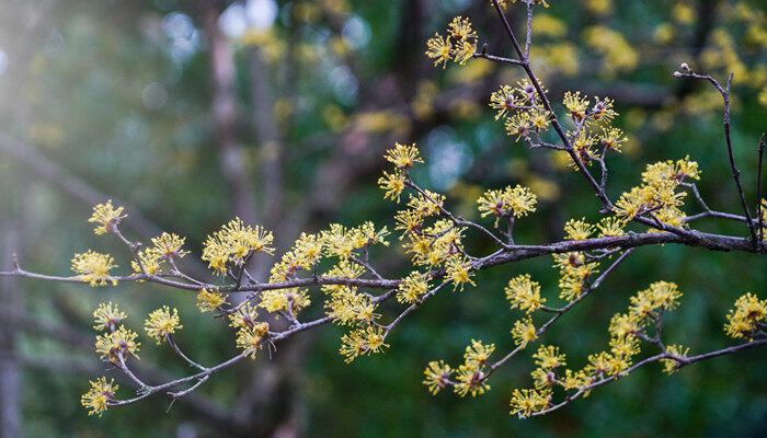 摄图网_501726203_banner_山茱萸（企业商用）_副本.jpg