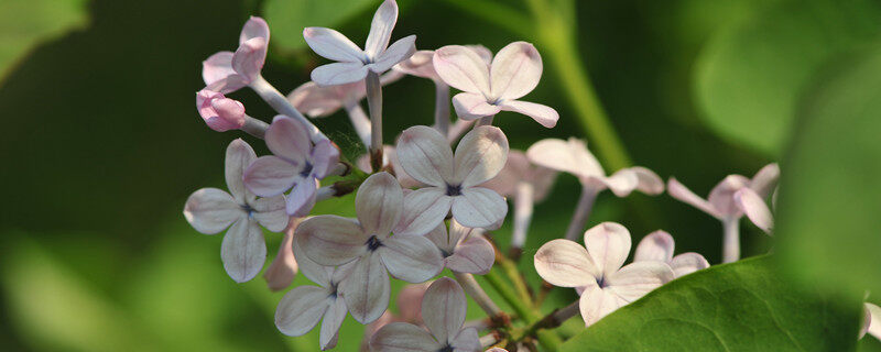 丁香花生长在什么地方 丁香花生长环境