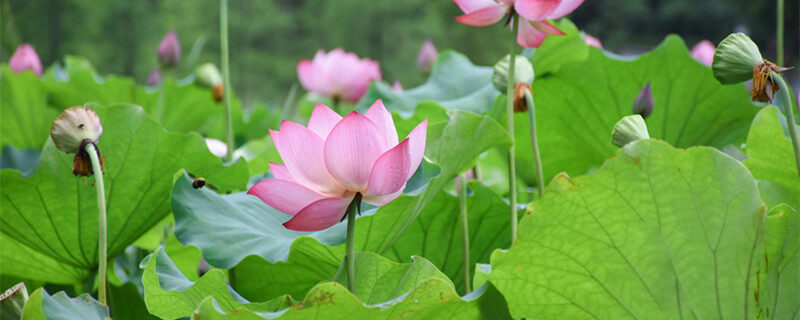 湖南的省花是什么花 湖南的省花是什么