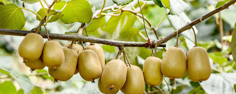 猕猴桃种子可以种植吗 猕猴桃种子能够种植吗