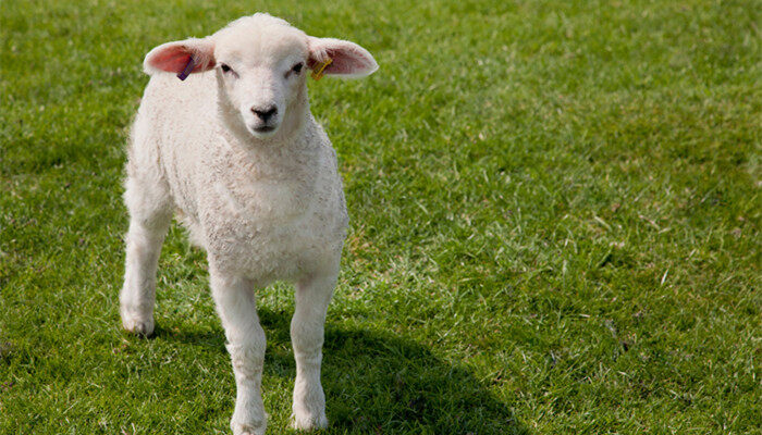 母羊生殖系统的主要特点 母羊的饲养与管理技术