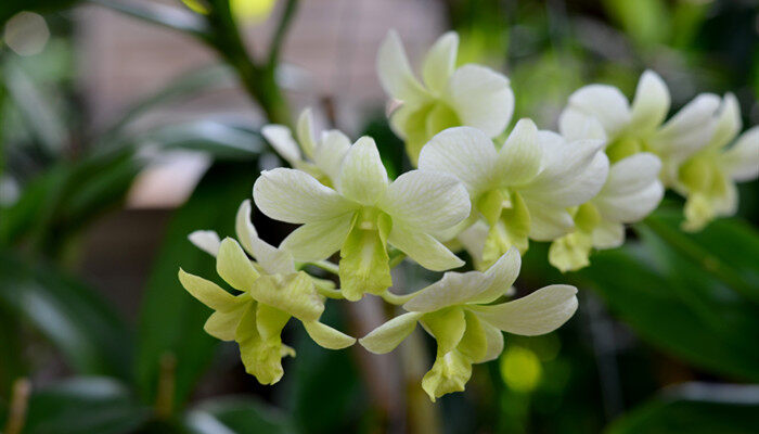 九里香花能驱蚊吗 九里香花可以驱蚊吗