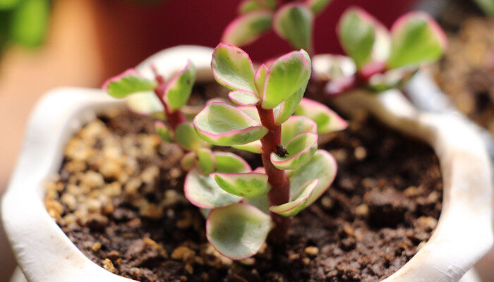 多肉植物雅乐之舞怎么养 多肉植物雅乐之舞到底怎么养