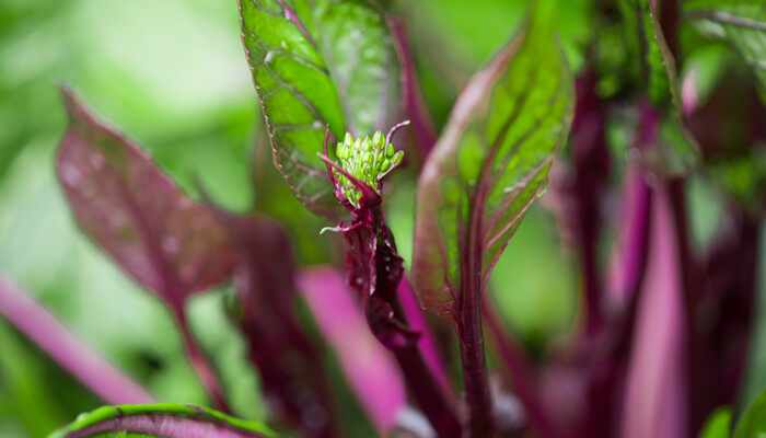 蔬菜的种植步骤和过程 蔬菜的种植方法和步骤