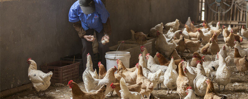 鸡吃什么药每天都下蛋 鸡吃啥药每天都下蛋