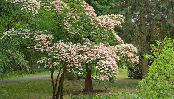 摄图网_300143099_banner_爱尔兰都柏林植物园中的韩国茱萸树（企业商用）_副本.jpg