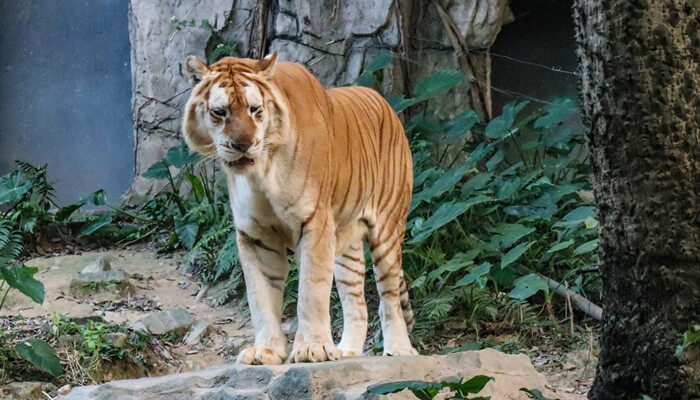 铁树开出太阳花猜一生肖 铁树开出太阳花代指什么动物