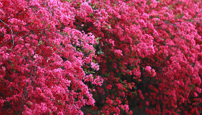 三角梅什么季节开花