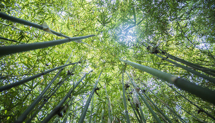 小叶簕竹种植方法