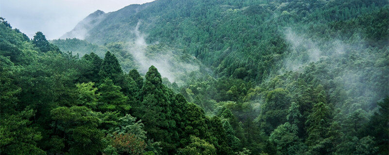 如何辨别铁杉 如何区分铁杉