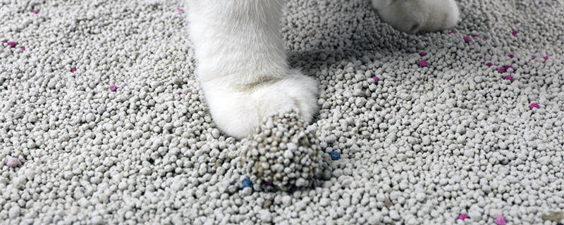 猫砂可以种花吗 膨润土 猫砂可以用来种花吗