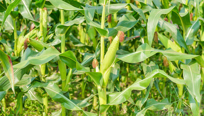 夏天什么东西长得比较快 什么植物夏天生长快速