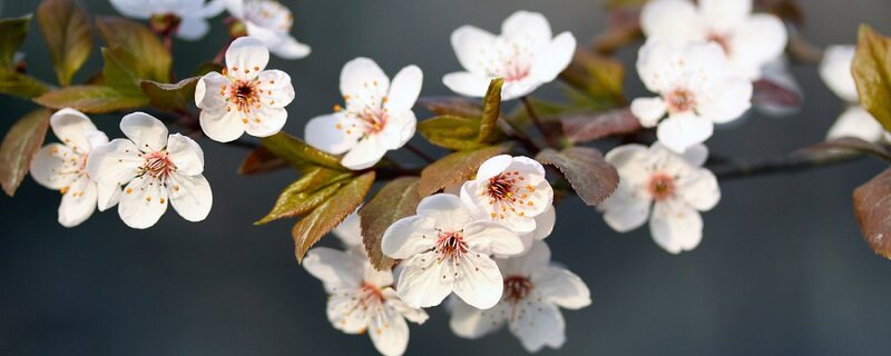 日本晚樱和东京樱花的区别 日本晚樱和东京樱花有什么区别