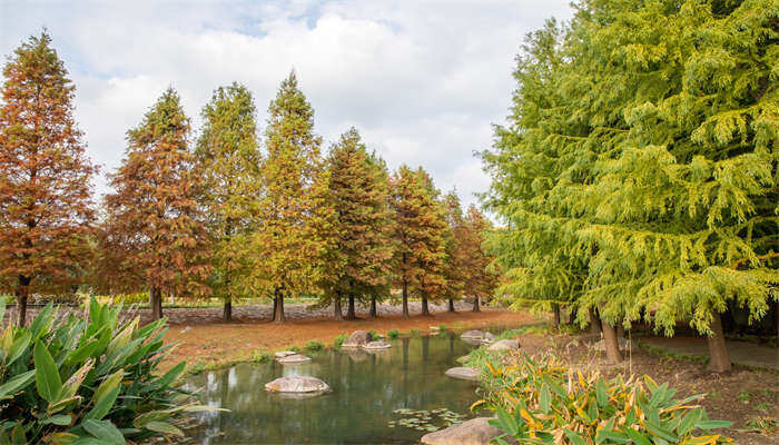 摄图网_501532272_上海辰山植物园风景（企业商用）.jpg