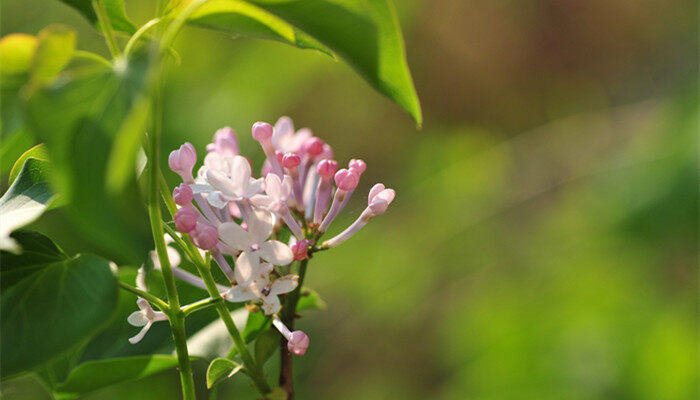 丁香花（企业商用）.jpg