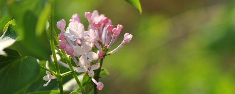 摄图网_500556444_banner_丁香花（企业商用）.jpg