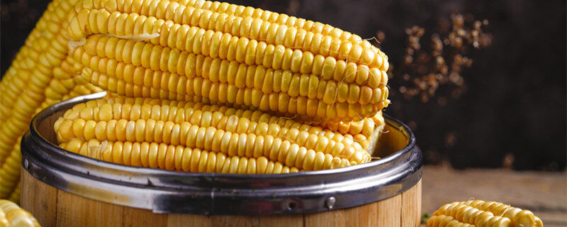 德育919玉米品种介绍 德育919玉米品种介绍是什么