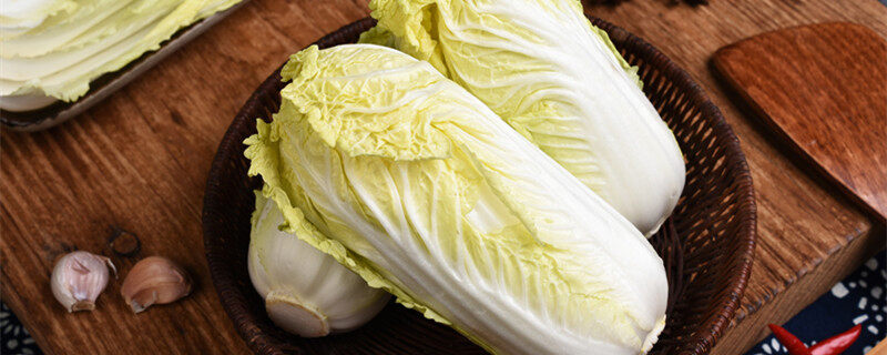 大白菜病害图谱与防治 大白菜常见病虫害防治