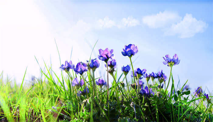 摄图网_501234609_紫色米口袋花（企业商用）.jpg