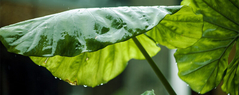 摄图网_500453651_banner_雨中的芋叶（企业商0用）_副本.jpg