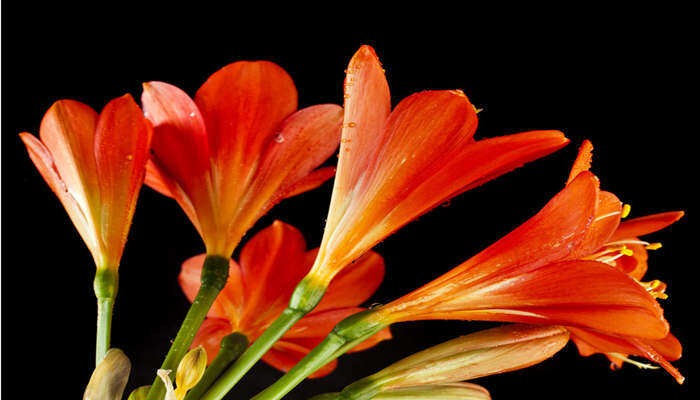 君子兰是有灵性的花吗