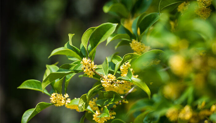 小区常见植物