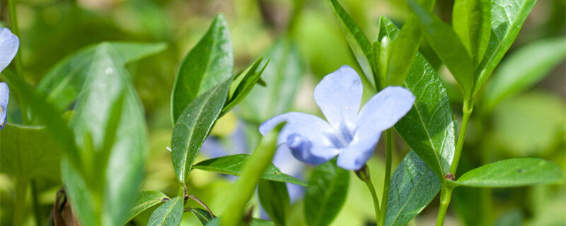 长春花耐寒吗 长春花耐寒冷吗