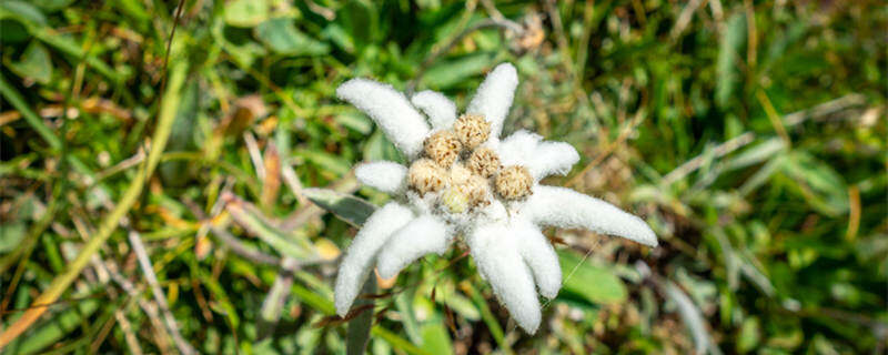 雪绒花是哪个国家的国花 雪绒花是哪一个国家的国花