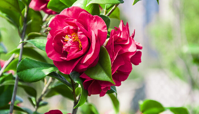 宁波的市花是什么花 宁波市花是哪种花