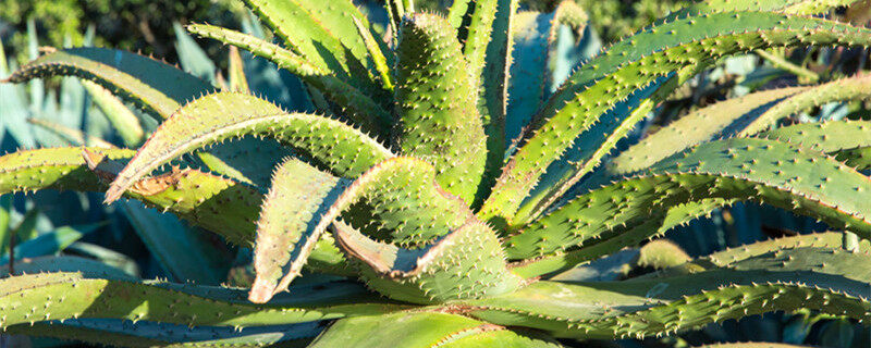 7种适合卧室养的植物 有哪7种适合卧室养的植物