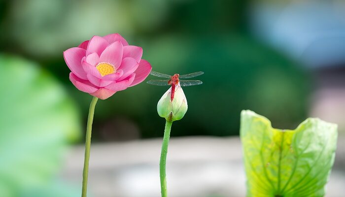 水莲花花语 水莲花花语是什么