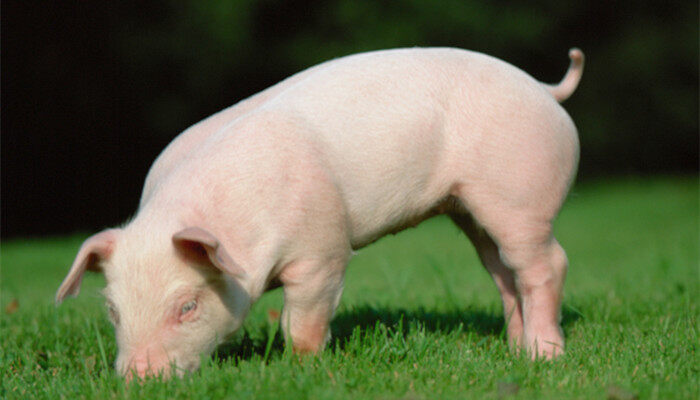 三元母猪和二元母猪的区别 一元母猪和二元母猪三元母猪怎么区分