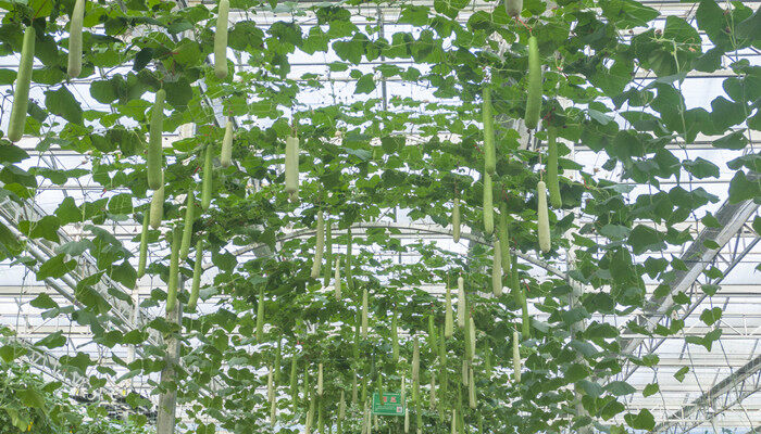 吊瓜子种植栽培方法 吊瓜子种植栽培方法是